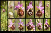 Ophrys-argolica6